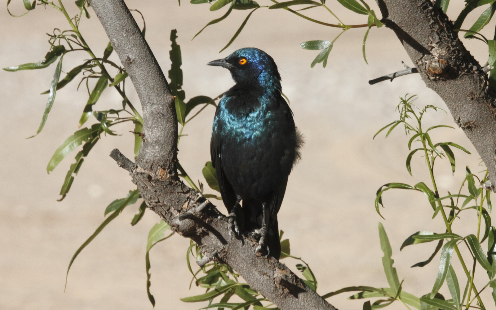 image Cape Starling